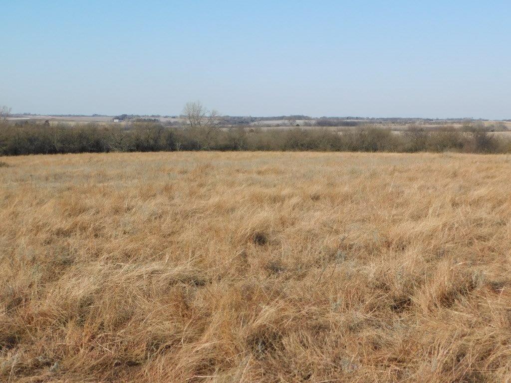 Open field