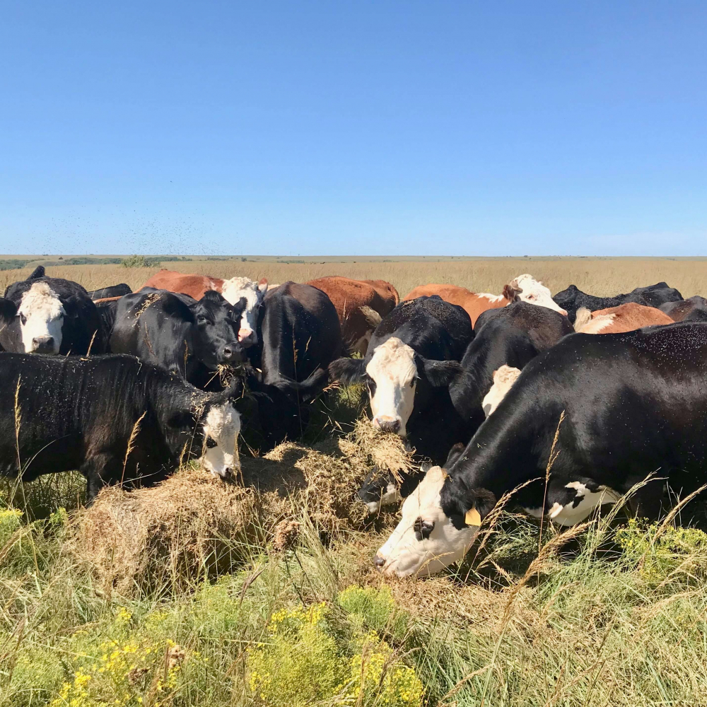 CATTLE AUCTIONS